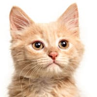 Cats Products
