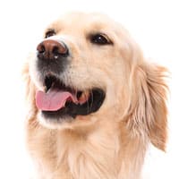 Dogs Products